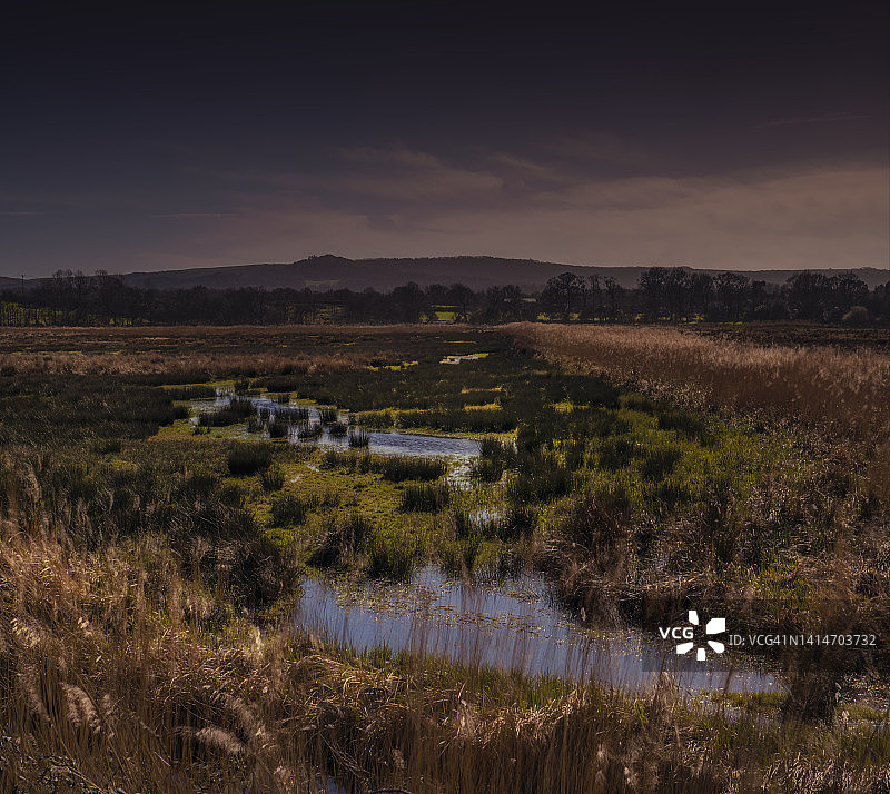 英国多塞特郡韦勒姆附近的沼泽地图片素材