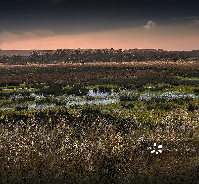 英国多塞特郡韦勒姆附近的沼泽地图片素材