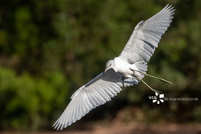 亨廷顿海滩州立公园里展开翅膀的白色幼年蓝鹭图片素材