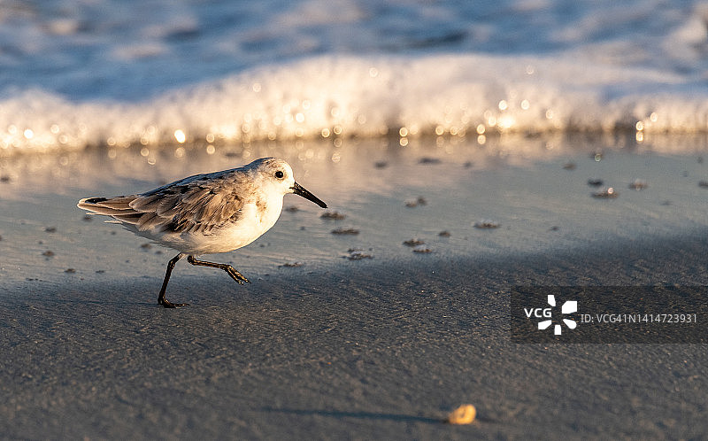 在海滩上奔跑的小滨鹬，背景是海浪图片素材