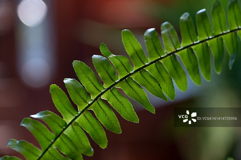 肾蕨叶子，室内盆栽绿色背景图片素材