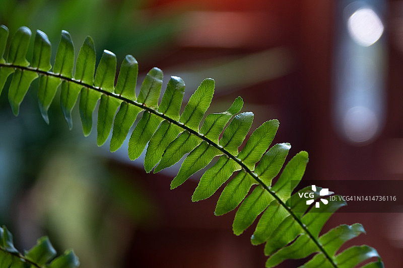 肾蕨叶子，室内盆栽绿色背景图片素材