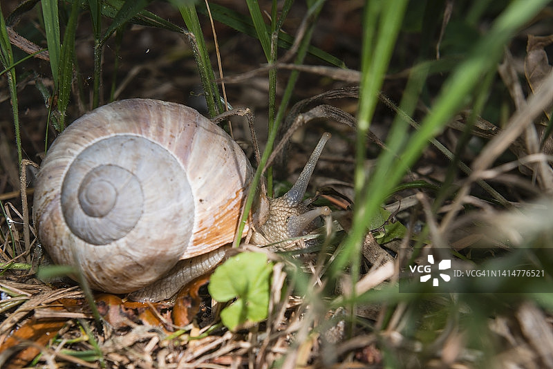 森林里的勃艮第蜗牛（Helix pomatia）图片素材