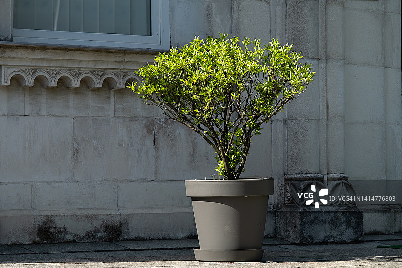 窗台和阳台上的盆栽绿植，室外街景图片素材