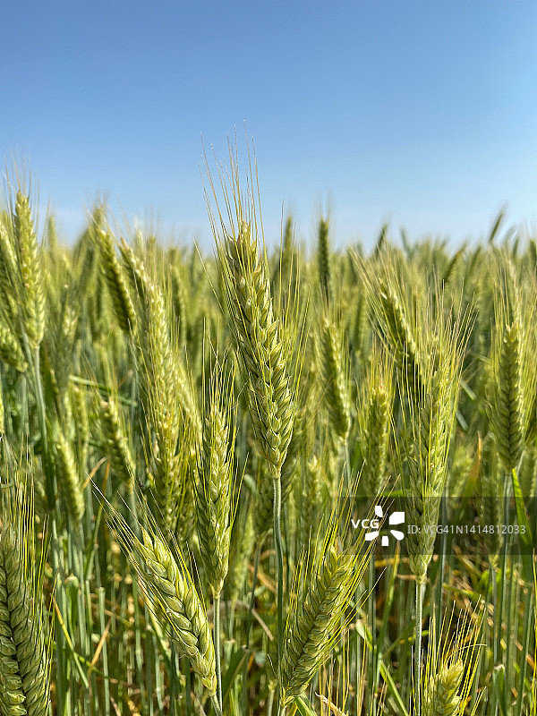 玉米地里的大麦图片素材
