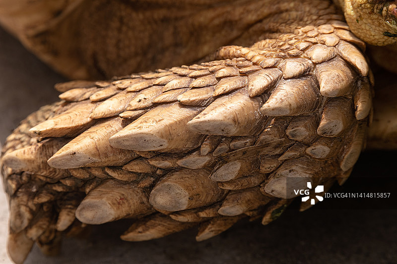 苏卡达陆龟特写图片素材