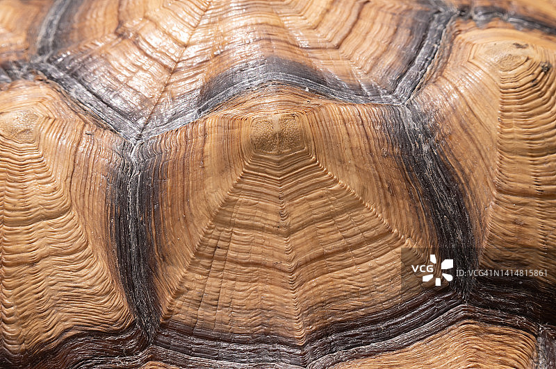 苏卡达陆龟特写图片素材