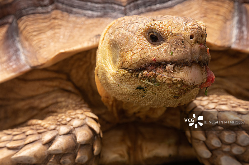 苏卡达陆龟特写图片素材