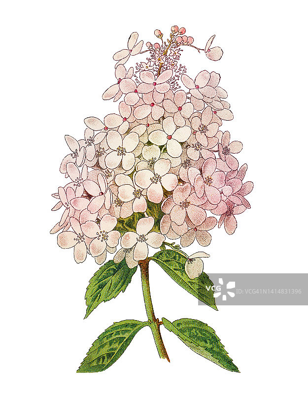 古老的植物彩色石印插图：圆锥绣球图片素材