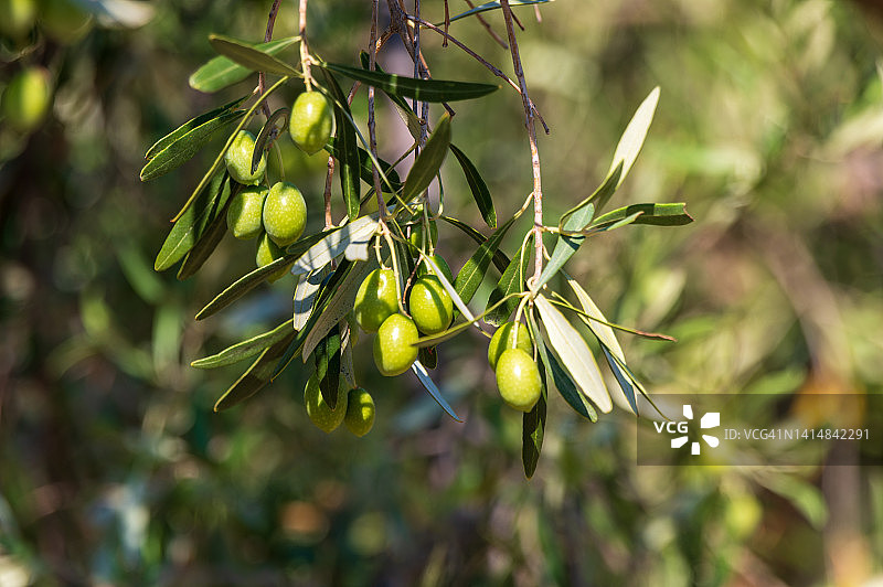 橄榄树上的橄榄和树叶特写图片素材