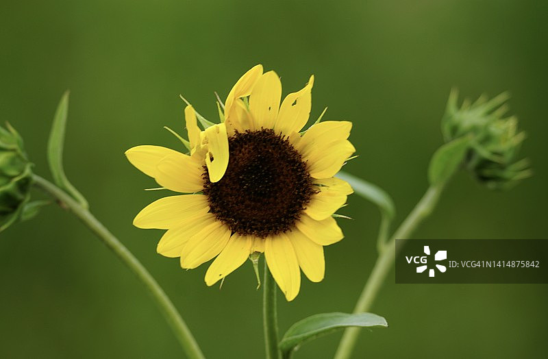野生向日葵图片素材