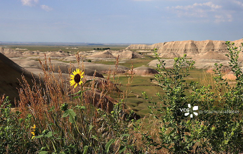 旷野中的向日葵与荒地岩层图片素材