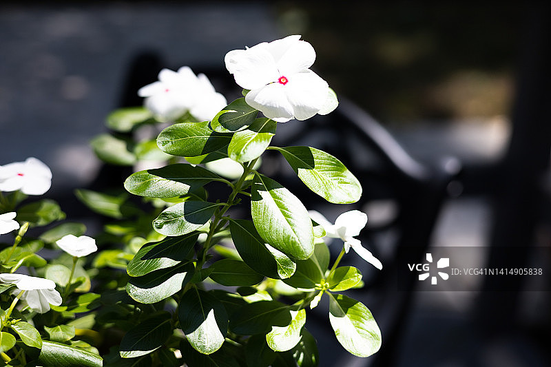 户外长春花盆栽图片素材