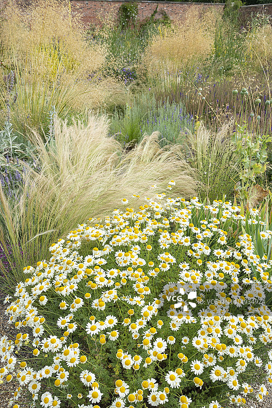 盛夏时节，观赏草和开花的春黄菊图片素材