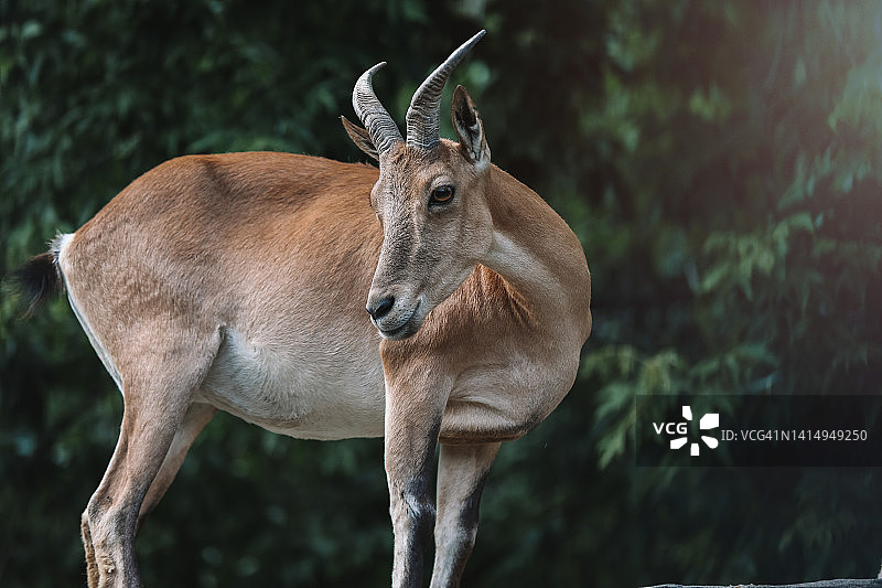 在岩石顶上休息并看着镜头的年轻土库曼盘羊图片素材