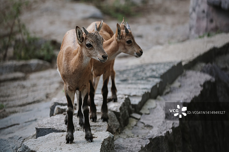 土库曼盘羊与幼崽在山顶岩石上休息图片素材
