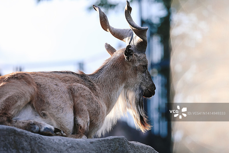 晴朗夏日岩石上休息的土库曼斯坦角马图片素材