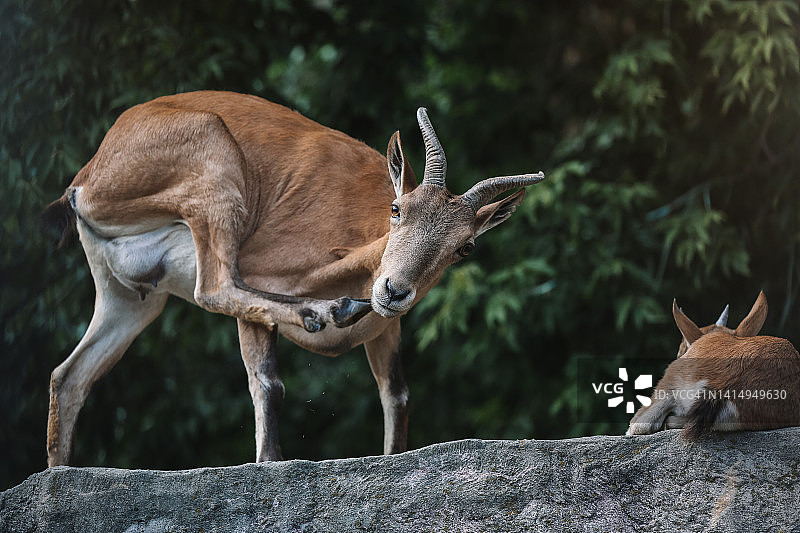 咬蹄子的土库曼扭角山羊（雌性）图片素材