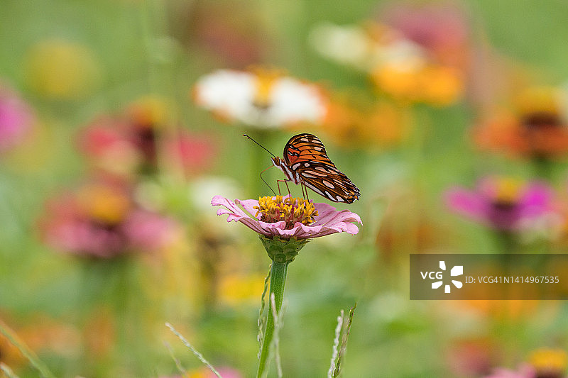 大斑点蛱蝶与鲜艳花朵图片素材