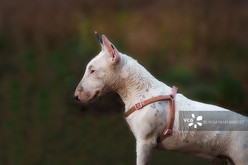 牛头梗图片素材