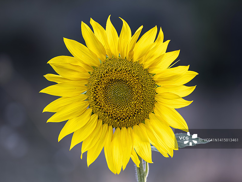 夏季盛开的向日葵花田图片素材