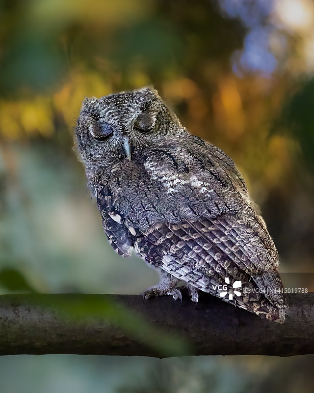 西部角鸮图片素材