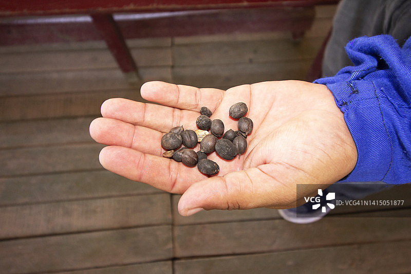 手捧咖啡豆的农民图片素材