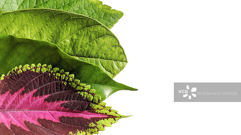 各种类型的树叶图片素材