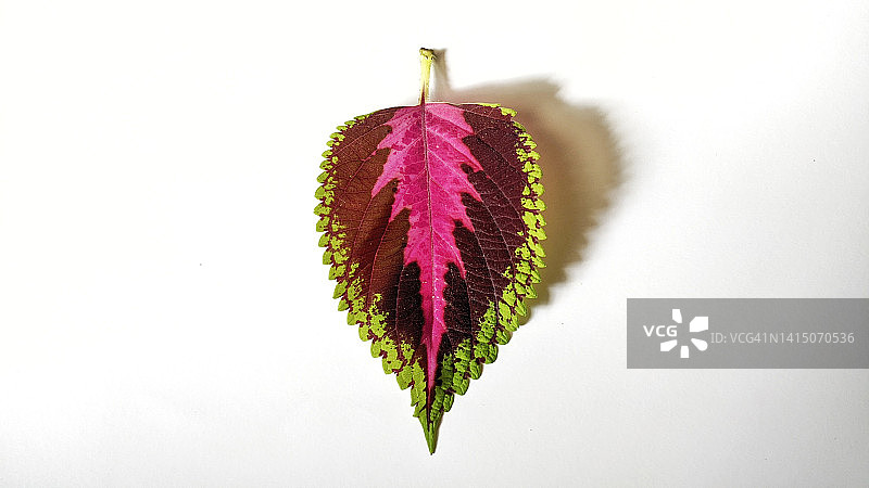 滴落的叶子图片素材