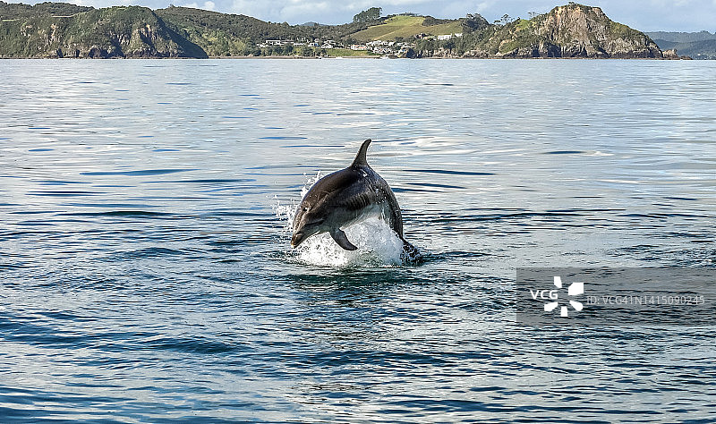 海豚游泳图片素材