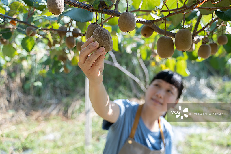 农艺师在有机果园中使用平板电脑工作图片素材