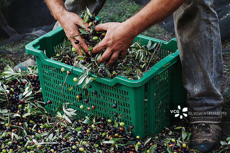 橄榄采摘用于橄榄油生产图片素材