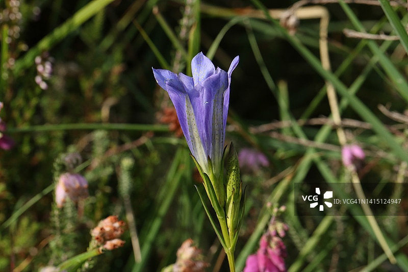 沼泽龙胆花图片素材