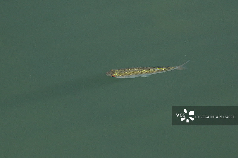 一条蟑螂鱼，Rutilus rutilus，在河里游泳图片素材