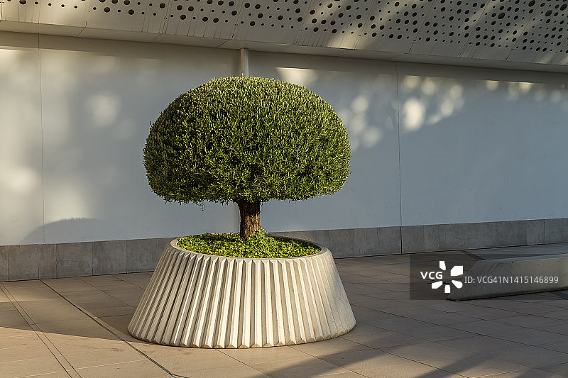 带树的巨型花盆图片素材