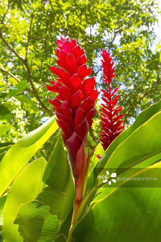 红色花朵图片素材