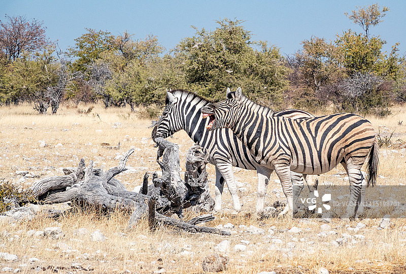 纳米比亚埃托沙国家公园翁比卡水塘的斑马图片素材
