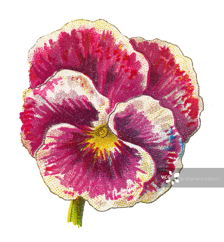 三色堇古旧彩色石印插画图片素材