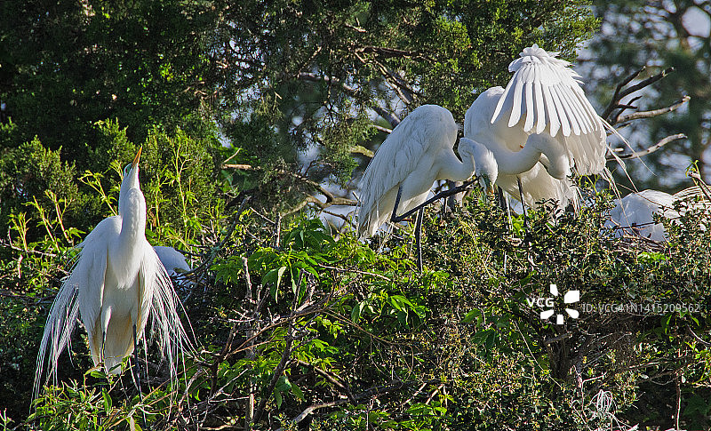 大白鹭早晨梳理羽毛图片素材