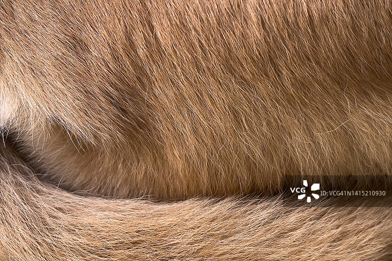 棕色长毛狗特写图片素材