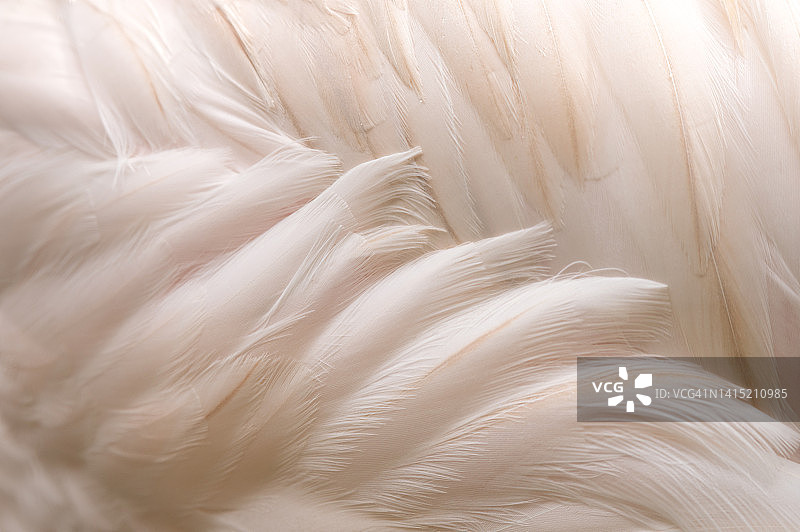 火烈鸟特写镜头图片素材