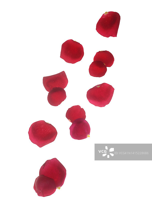 白色背景上掉落的红色玫瑰花瓣图片素材