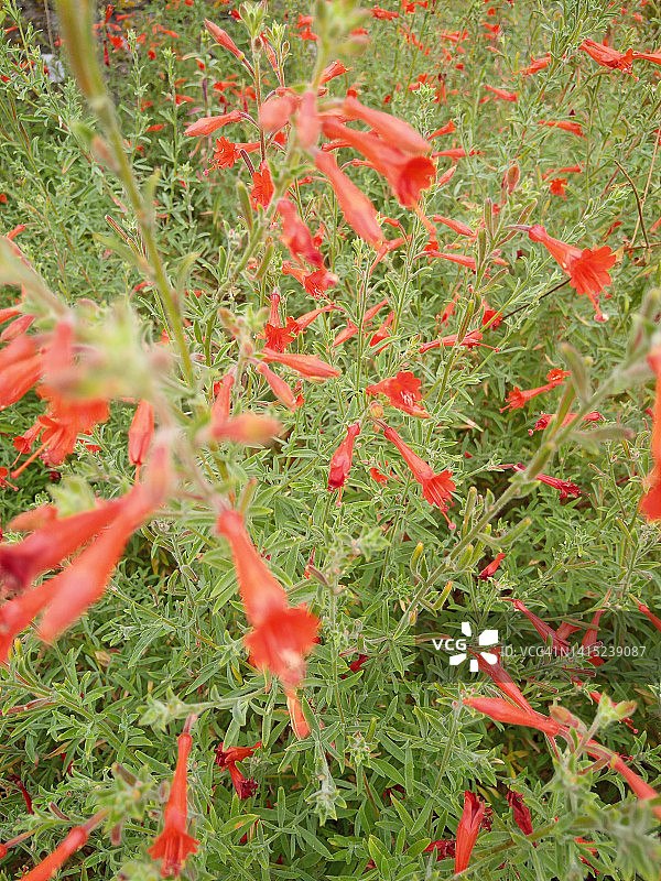 红色加州倒挂金钟花田图片素材