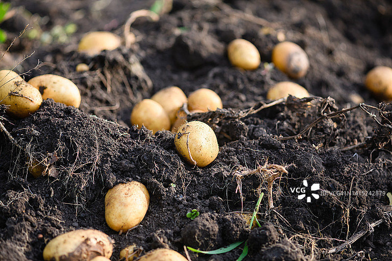 阳光明媚的田野里刚挖出的新土豆图片素材