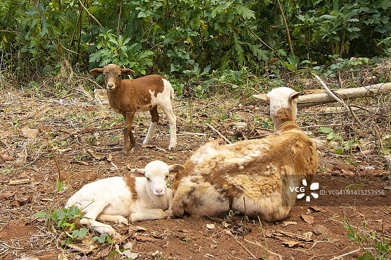 家养山羊图片素材