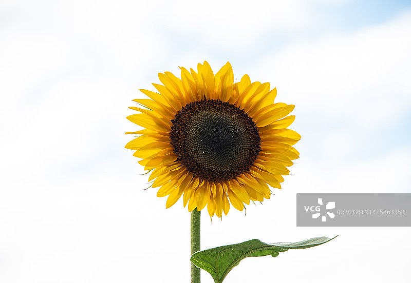 一朵盛开的明黄色向日葵图片素材