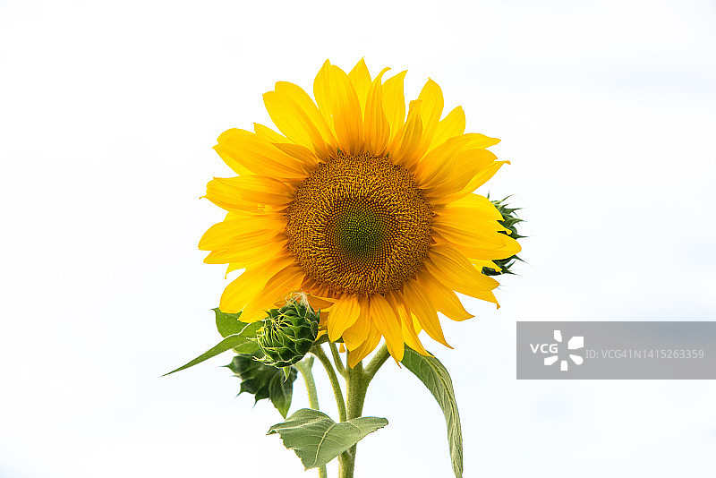 一朵盛开的明黄色向日葵图片素材