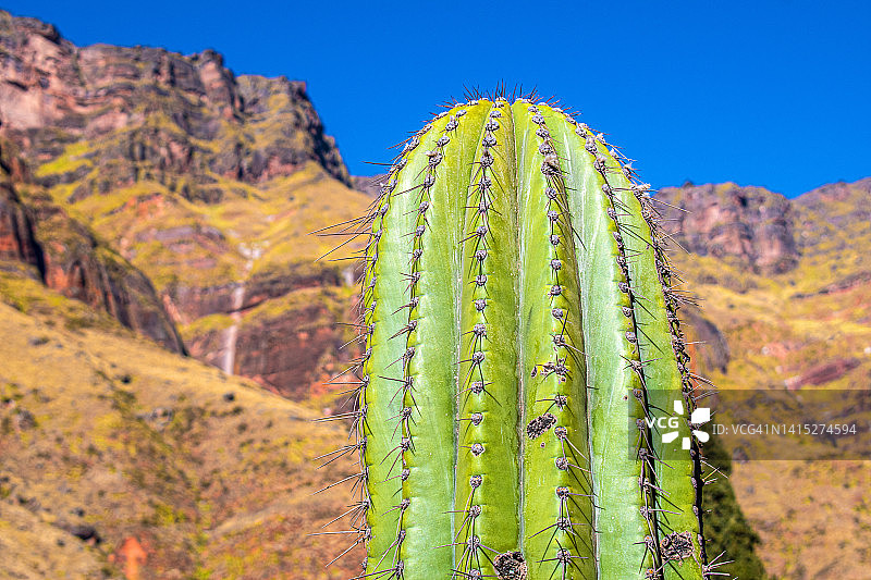 阿根廷萨尔塔帕约加斯塔卡多内斯国家公园的仙人掌图片素材