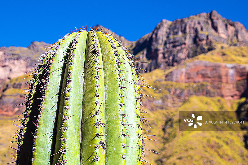 阿根廷萨尔塔帕约加斯塔卡多内斯国家公园的仙人掌图片素材