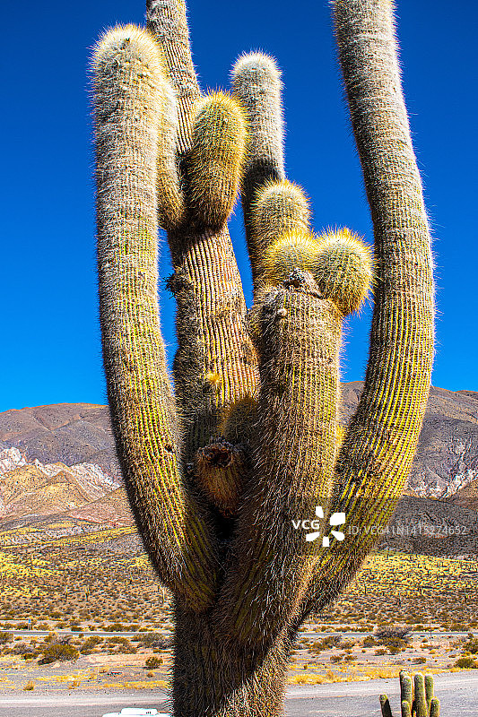 阿根廷萨尔塔帕约加斯塔卡多内斯国家公园的仙人掌图片素材